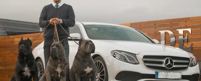 buy cane corso in chinese-cane corso kennel and Breeder puppies for sale3