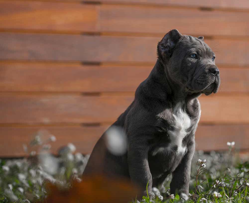 buy cane corso in chinese-cane corso kennel and Breeder puppies for sale4
