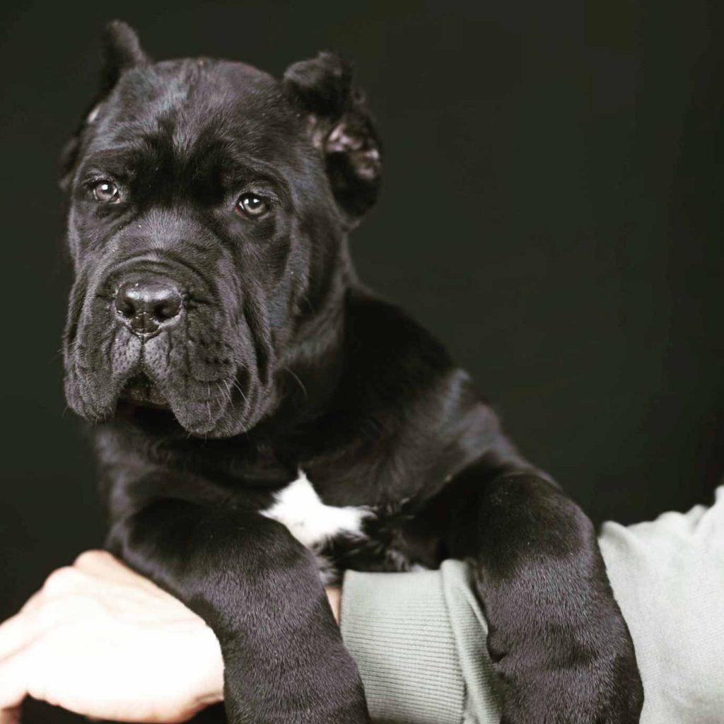 buy cane corso in ireland and cane corso puppies for sale in ireland2