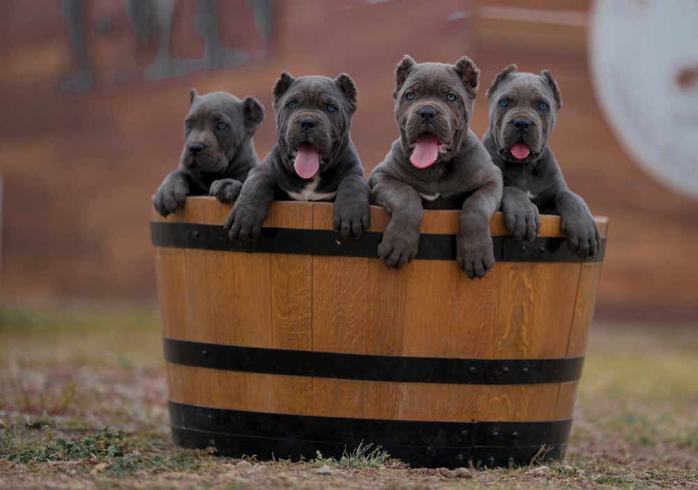 buy cane corso in ireland and cane corso puppies for sale in ireland3