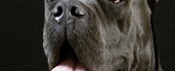 buy cane corso in singapore and for sale cane corso puppies in singapore