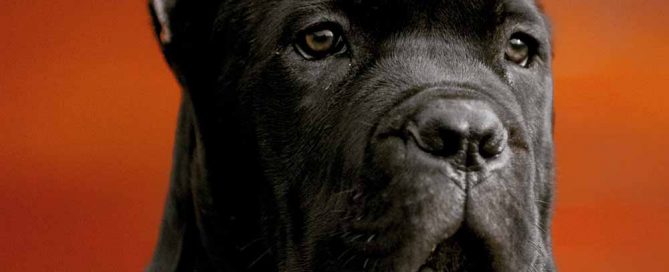 comprar cane corso en Buenos Aires Argentina y venta de cachorros de cane corso y criador de cane corso3