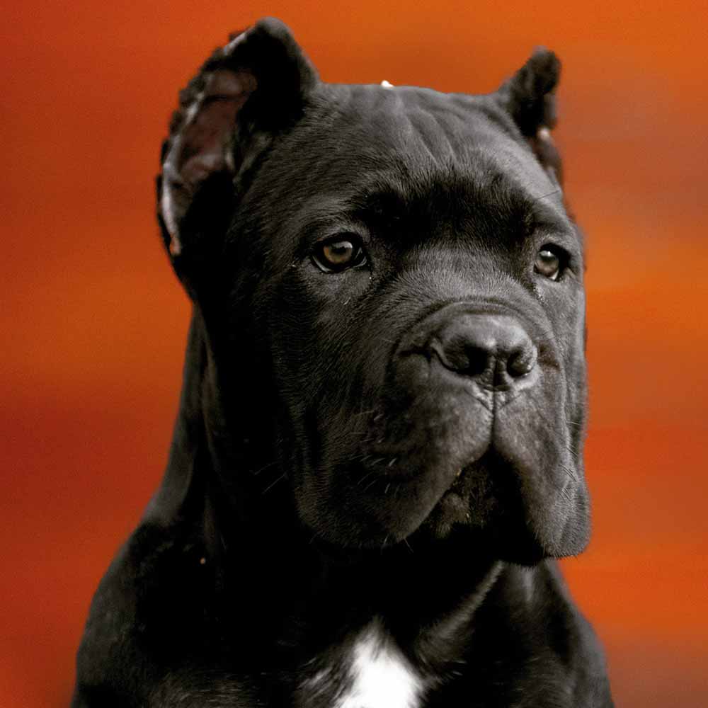 comprar cane corso en Buenos Aires Argentina y venta de cachorros de cane corso y criador de cane corso3