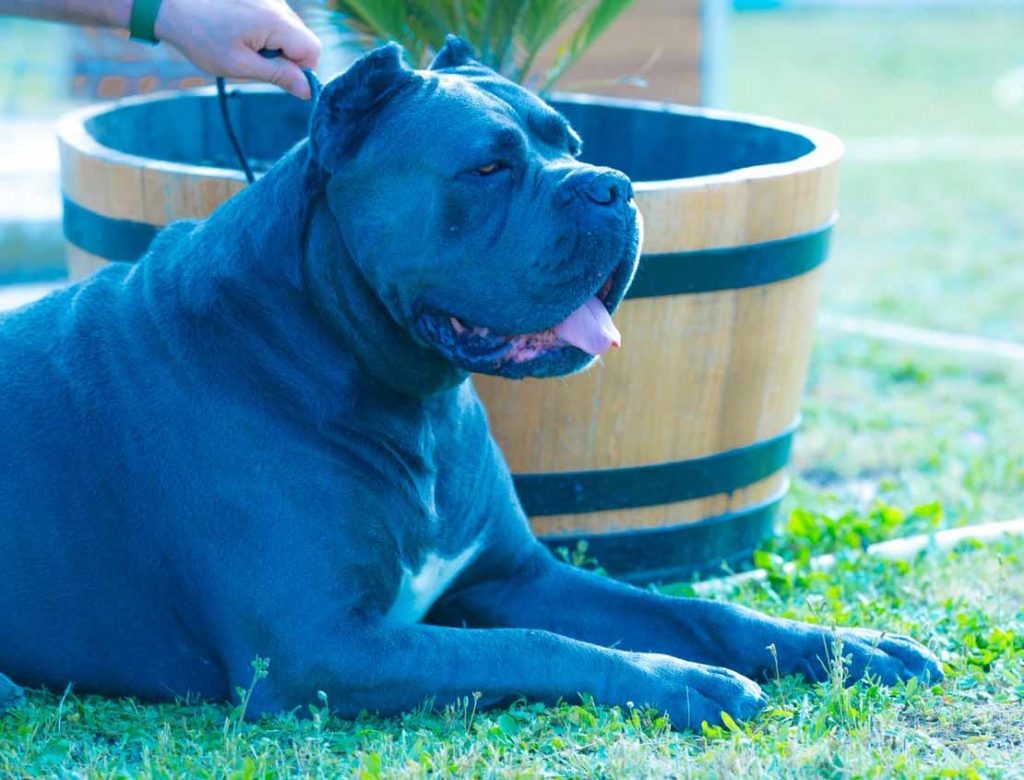 comprar cane corso en Buenos Aires Argentina y venta de cachorros de cane corso y criador de cane corso5