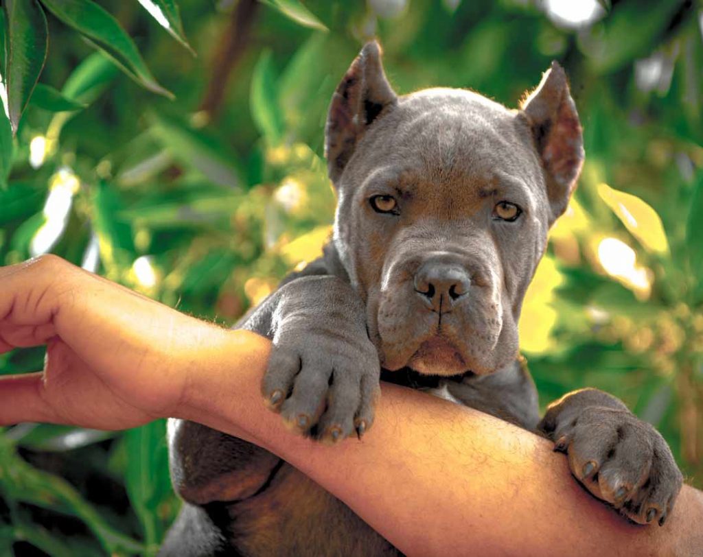 comprar cane corso en Buenos Aires Argentina y venta de cachorros de cane corso y criador de cane corso6