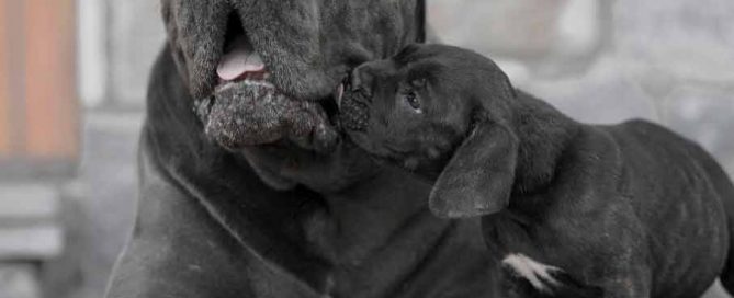 comprar cane corso en San jose Costa rica y Venta de cachorros de cane corso en San Jose Costa rica2