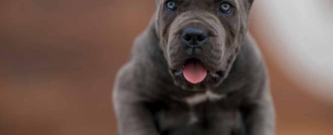 comprar cane corso en Tijuana Mexico y venta de cachorros de cane corso y criador de cane corso Mexico4