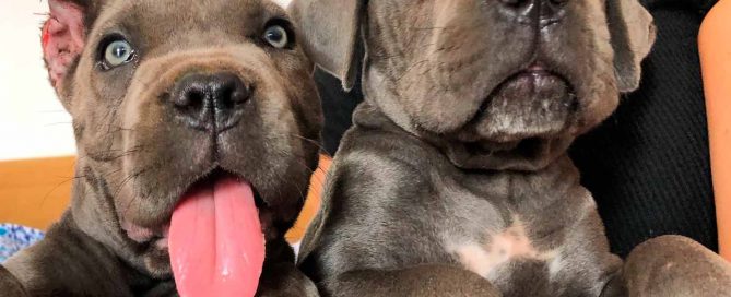 comprar cane corso en panama y venta de cachorros de cane corso en panama y criadores en panama2