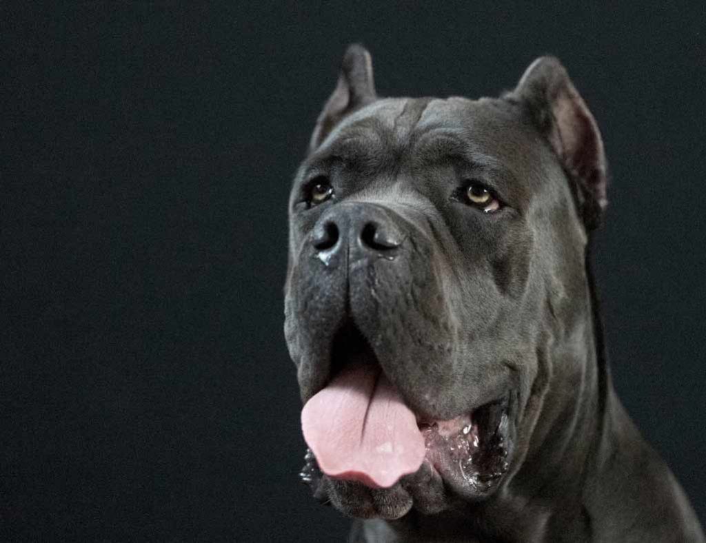 criadores de cane corso en mexico y comprar cane corso en mexico y venta de cachorros en Mexico df