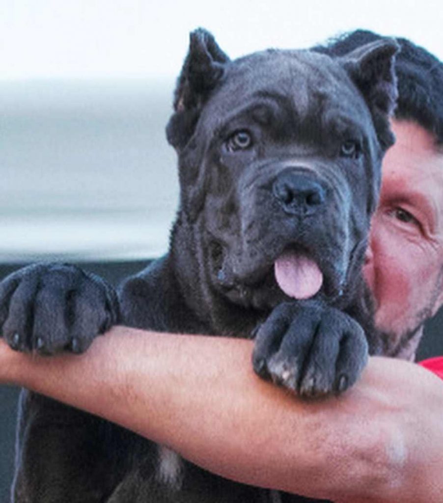 criadores de cane corso en mexico y comprar cane corso en mexico y venta de cachorros en Mexico df2