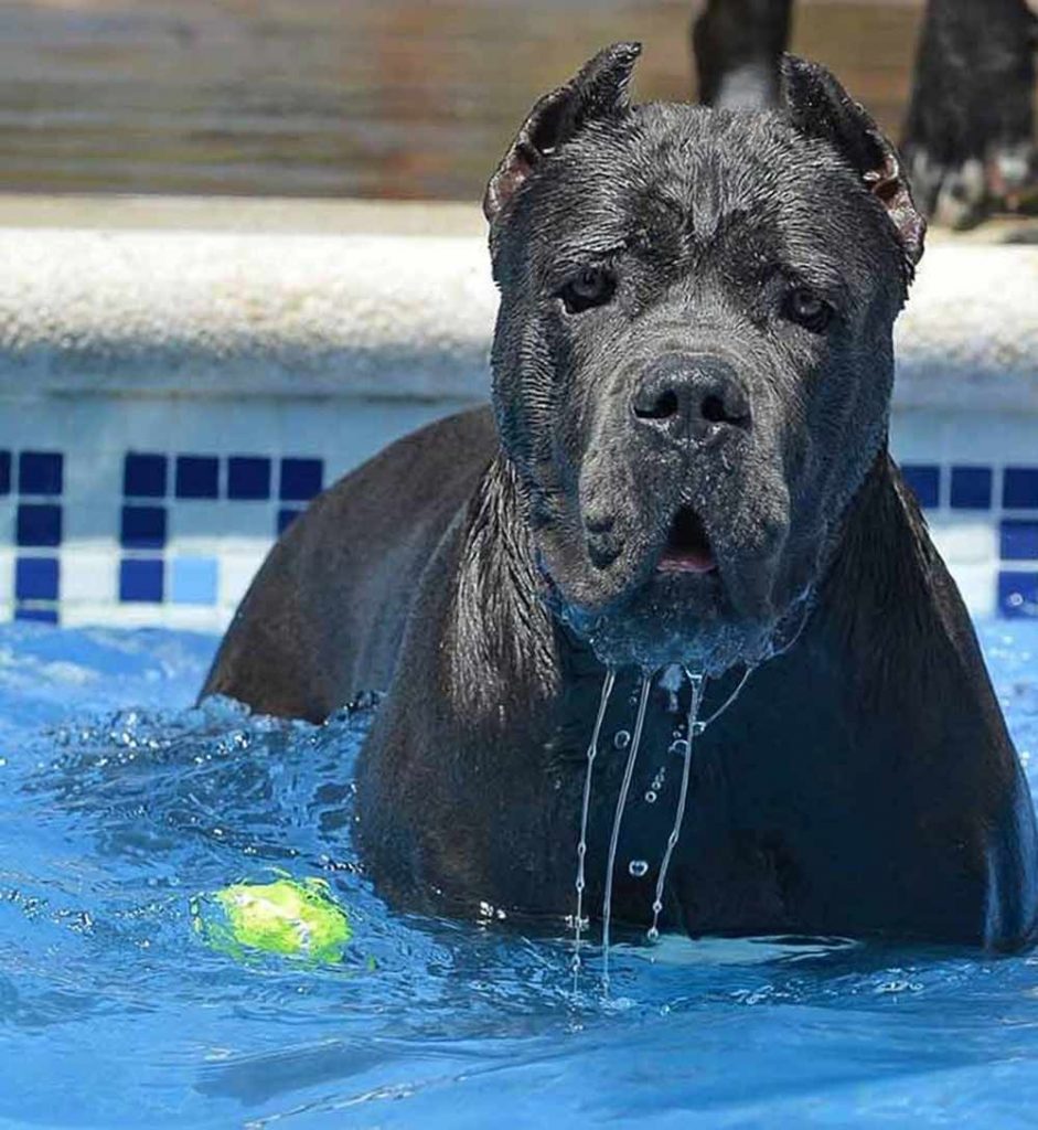 criadores de cane corso en mexico y comprar cane corso en mexico y venta de cachorros en Mexico df3