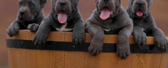 criadores de cane corso en mexico y comprar cane corso en mexico y venta de cachorros en Mexico df4