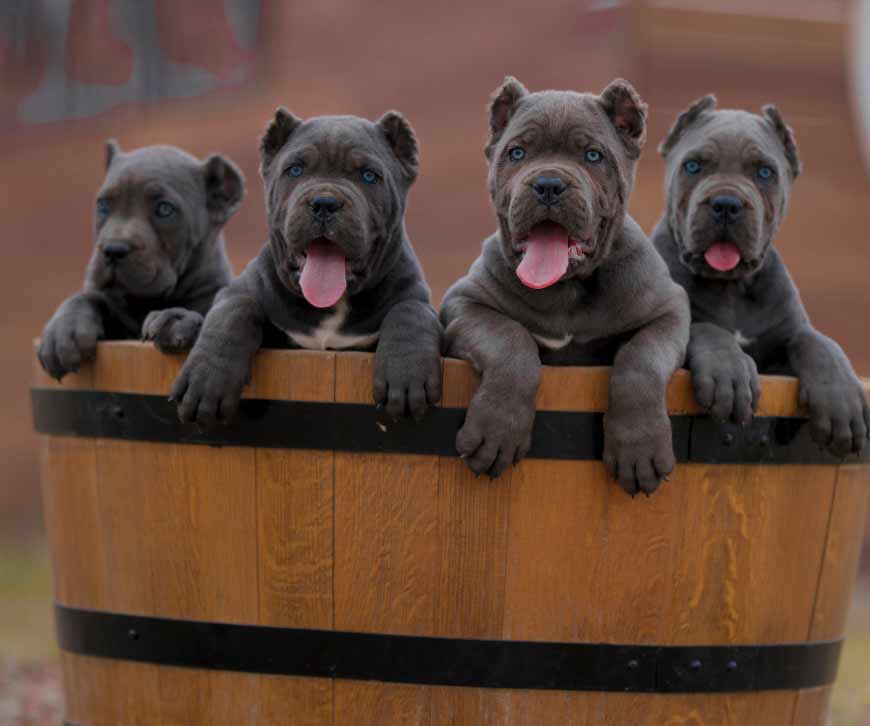 criadores de cane corso en mexico y comprar cane corso en mexico y venta de cachorros en Mexico df4