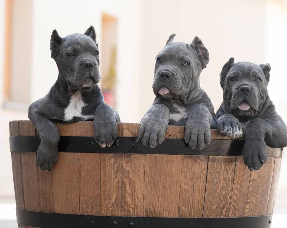 for sale cane corso in Queens Ny and buy cane corso puppies in Queens Ny3