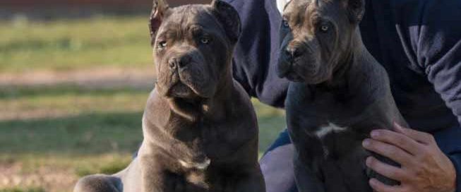 for sale cane corso in charlotte and buy cane corso puppies and breeder of cane corso in North Carolina Charlotte