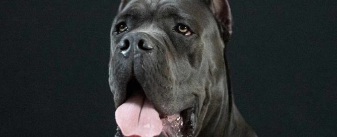 Buy cane corso en Rio de Janeiro Brasil comprar cane corso em rio de janeiro brasil1