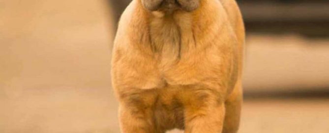 Buy cane corso in Dortmund Germany and puppies rietcorso kopen in Dortmund Duitsland en verkoop van rietcorsopuppies4