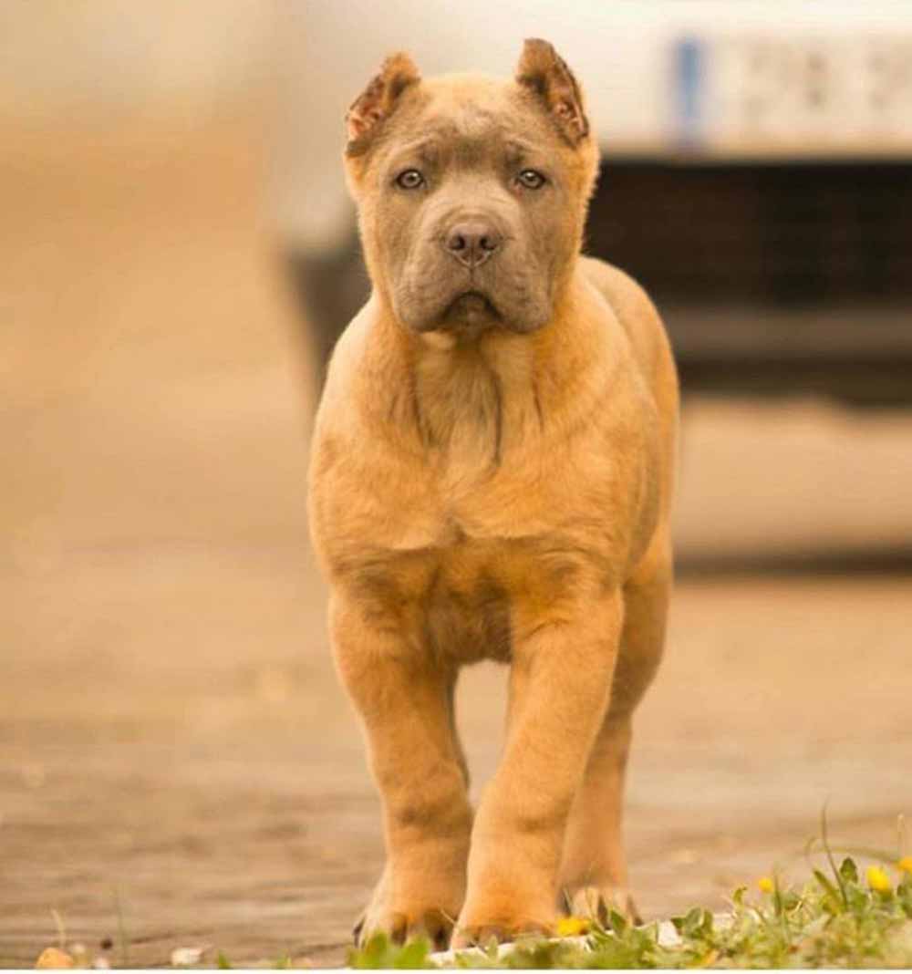 Buy cane corso in Dortmund Germany and puppies rietcorso kopen in Dortmund Duitsland en verkoop van rietcorsopuppies4