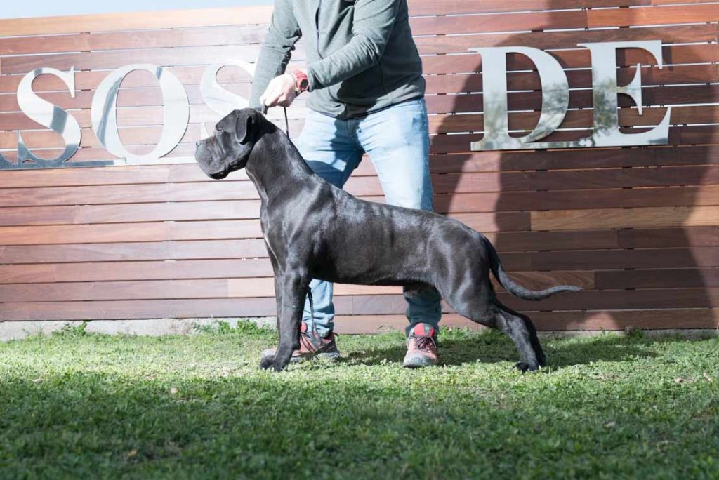 Comprar cane corso en Ciudad de Mexico y venta de cachorros de cane corso en Ciudad de Mexico