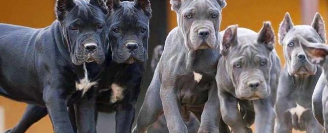 Comprar cane corso en Ciudad de Mexico y venta de cachorros de cane corso en Ciudad de Mexico22