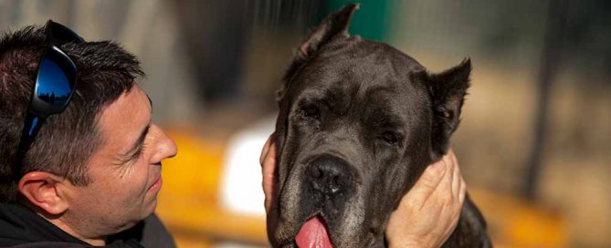 Comprar cane corso en Guadalajara Mexico y Venta de cachorros de cane corso en Guadalajara Mexico2