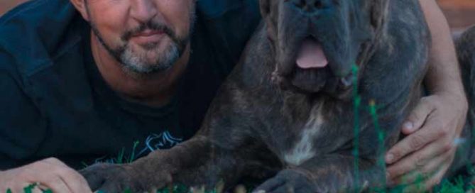 buy cane corso in Düsseldorf Germany rietcorso Düsseldorf en rietcorsopuppies kopen