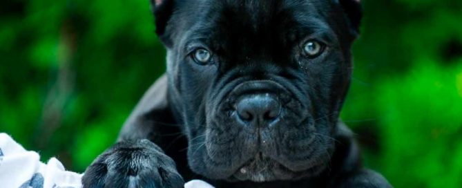 acheter cane corso à Paris france et vente de cane corso chiots en france1