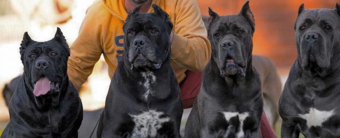 acheter cane corso à bordeaux et vente de cane corso chiots à bordeaux france1