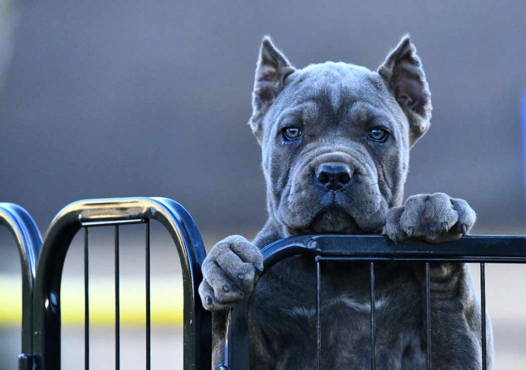 acheter cane corso à bruxelles and buy cane corso in brussels2
