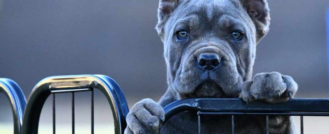 acheter cane corso à bruxelles and buy cane corso in brussels2