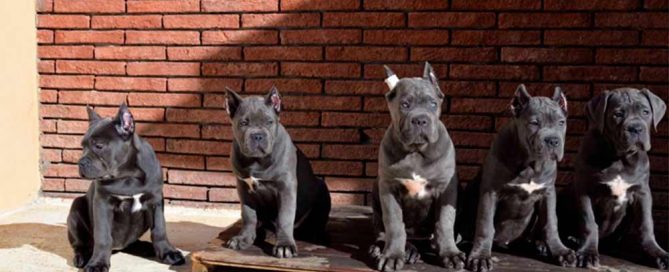 acheter cane corso à nantes et vente de chiots à nantes France