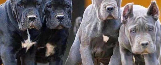 acheter cane corso à tolousse et vente de cane corso chiots à tolousse france3