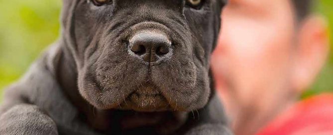 acheter cane corso en belgique et vente de cane corso chiots en belgique