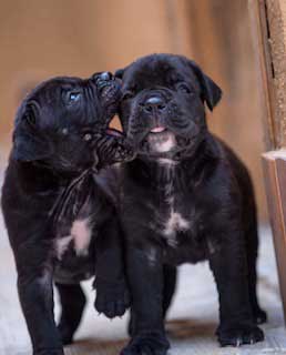 buy best cane corso in England and for sale cane corso puppies in England