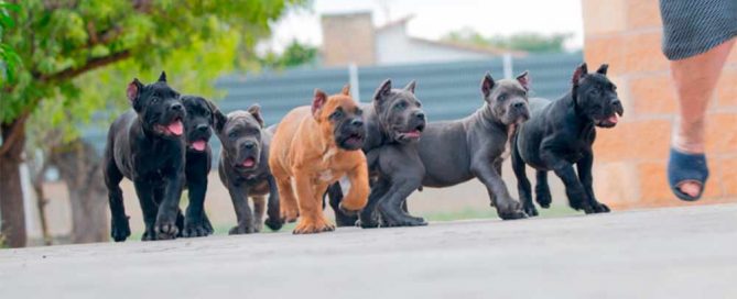 buy best cane corso in England and for sale cane corso puppies in England1