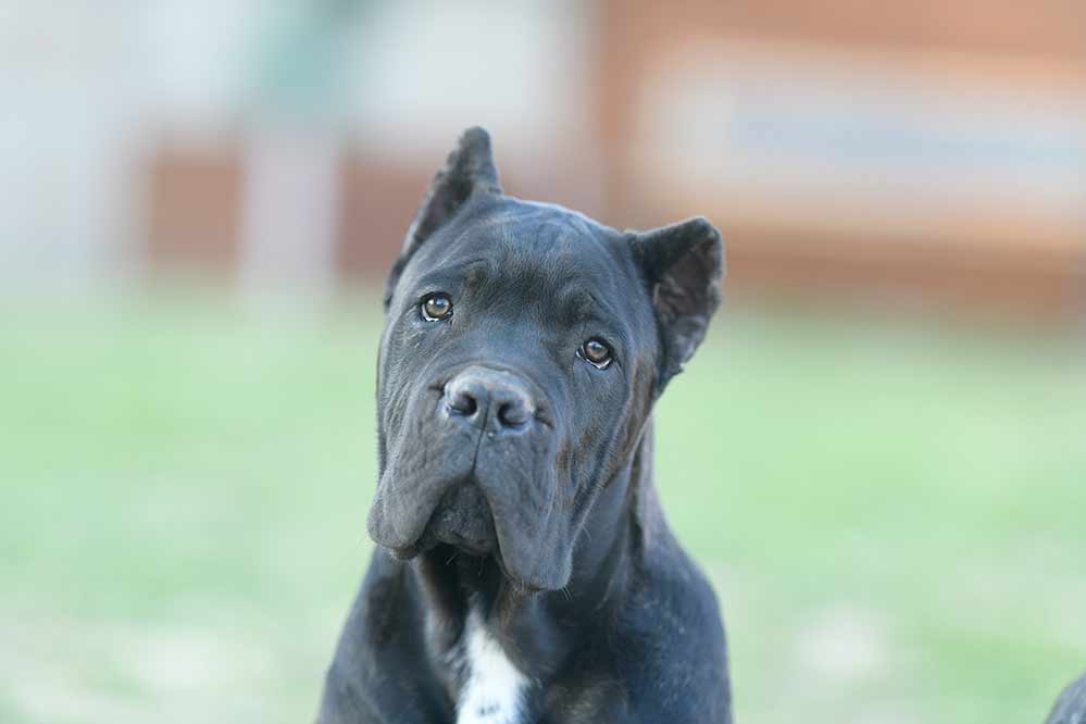 buy best cane corso in England and for sale cane corso puppies in England3