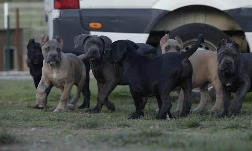 buy cane corso France and for sale cane corso puppies in France