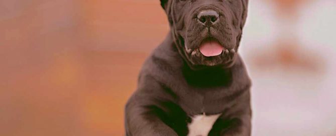 buy cane corso France and for sale cane corso puppies in Francebuy cane corso France and for sale cane corso puppies in France