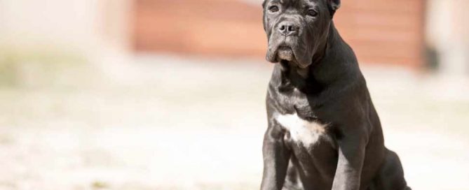 buy cane corso and for sale cane corso puppies in Belfast Ireland1
