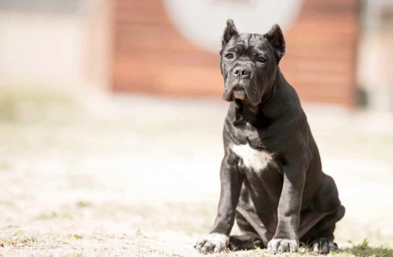 buy cane corso and for sale cane corso puppies in Belfast
