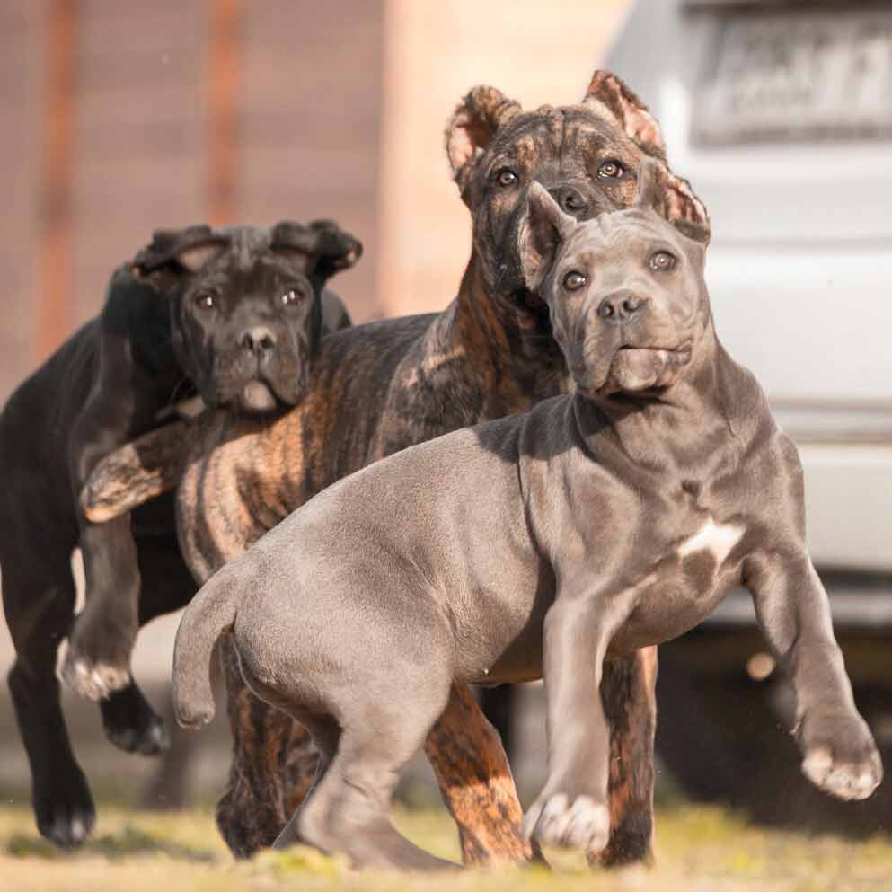 buy cane corso and for sale cane corso puppies in