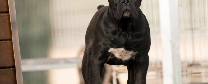 buy cane corso and for sale cane corso puppies in Leicester England3