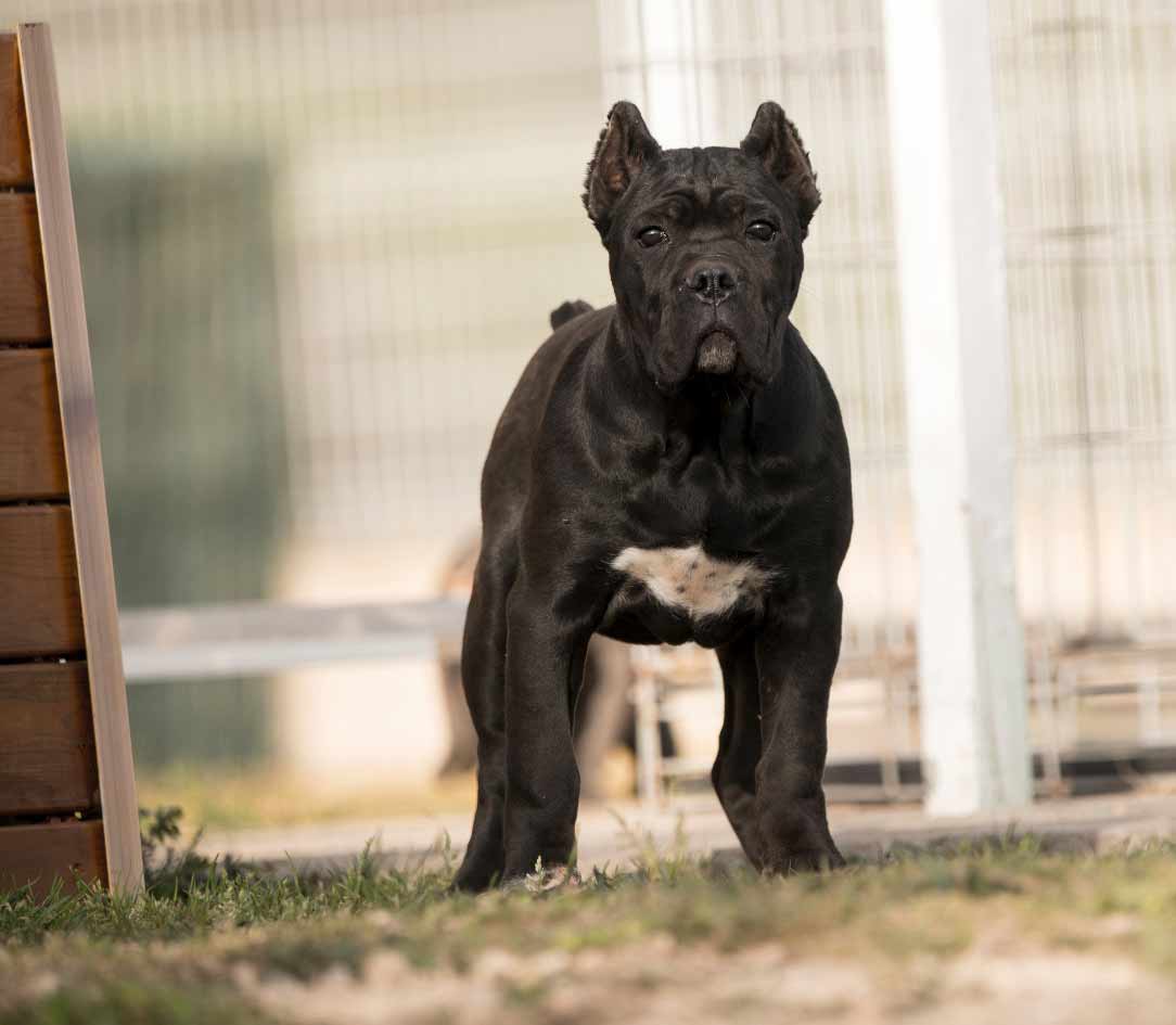 buy cane corso and for sale cane corso puppies in Leicester England3