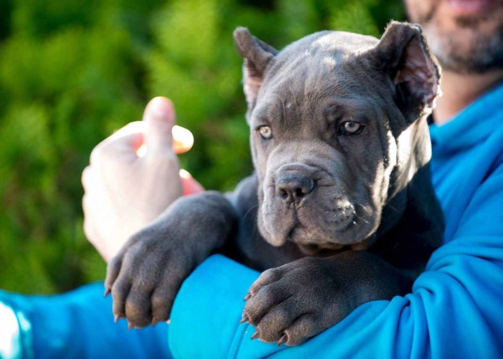 buy cane corso in Belgium and for sale cane corso puppies in Belgium1
