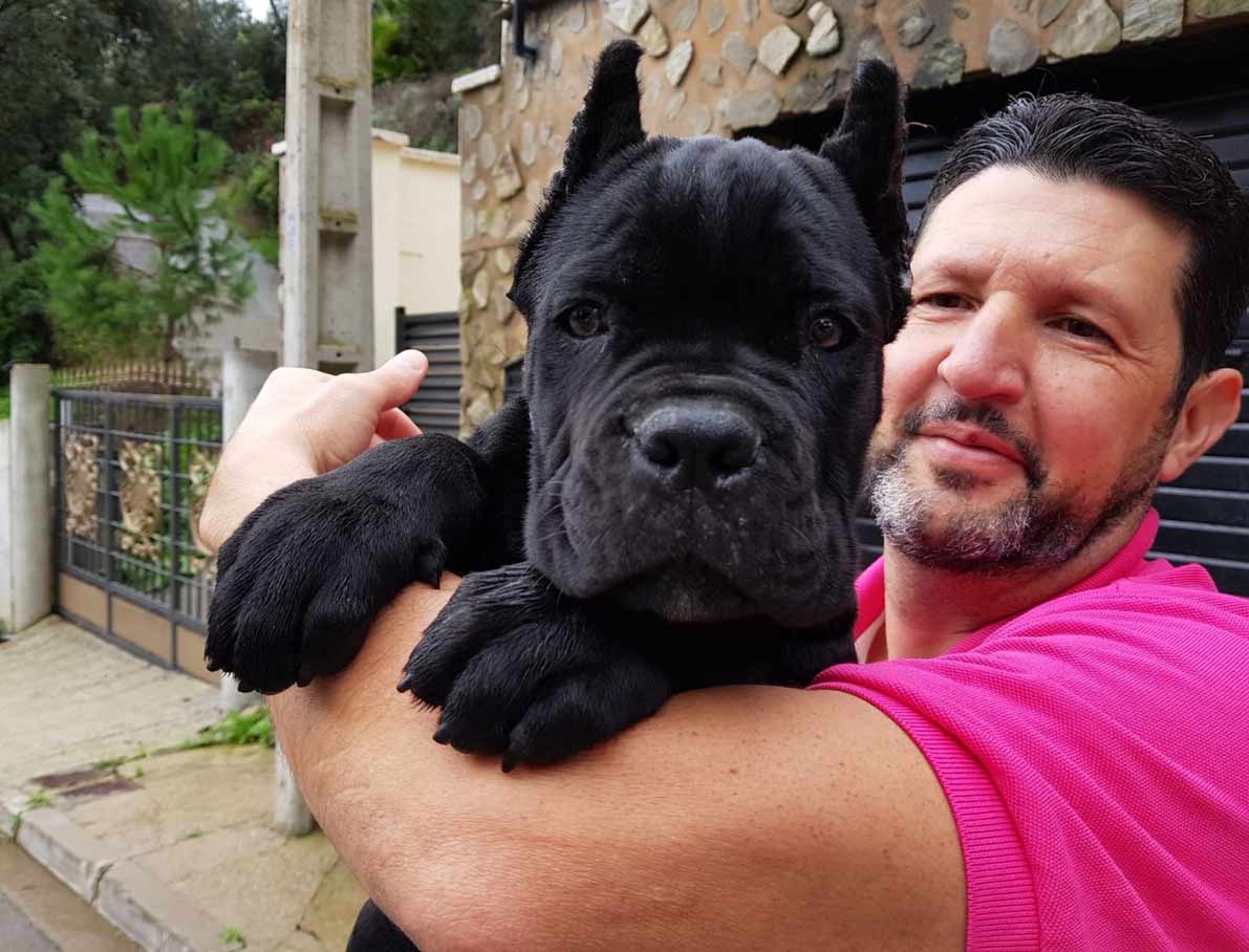 buy cane corso in Belgium and for sale cane corso puppies in Belgium2