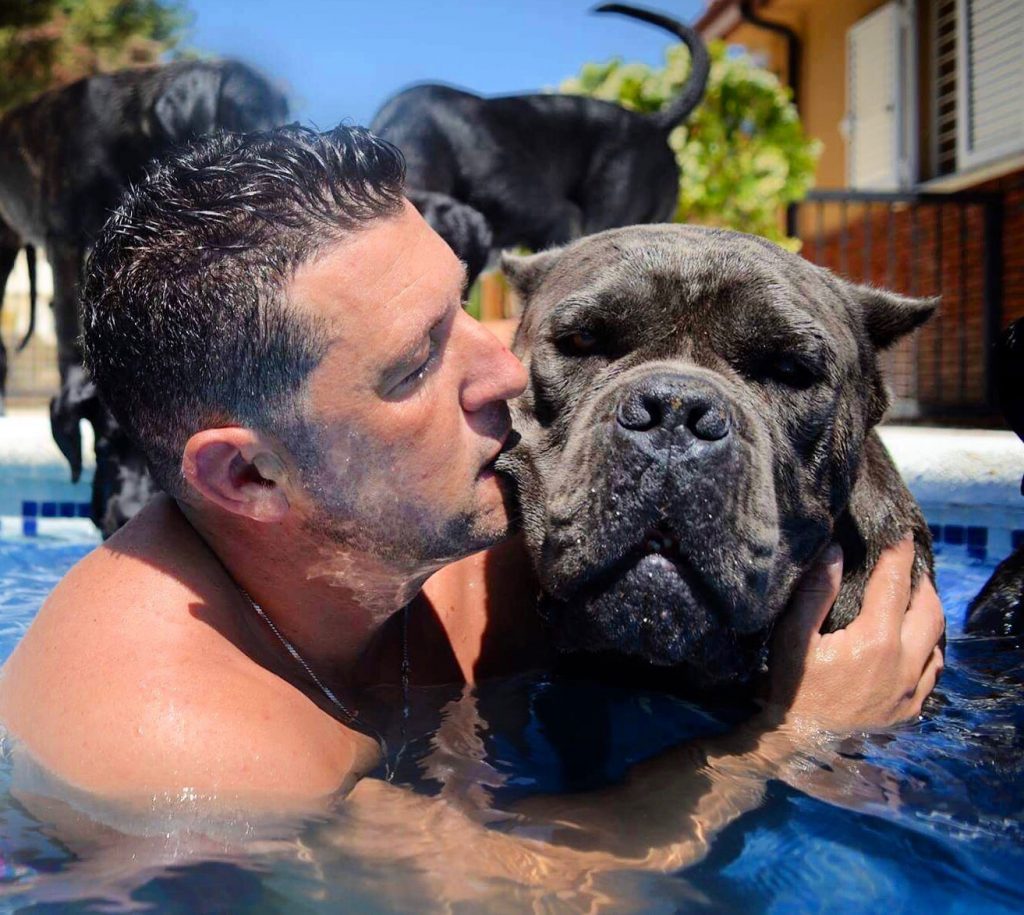 buy cane corso in Belgium and for sale cane corso puppies in Belgium5