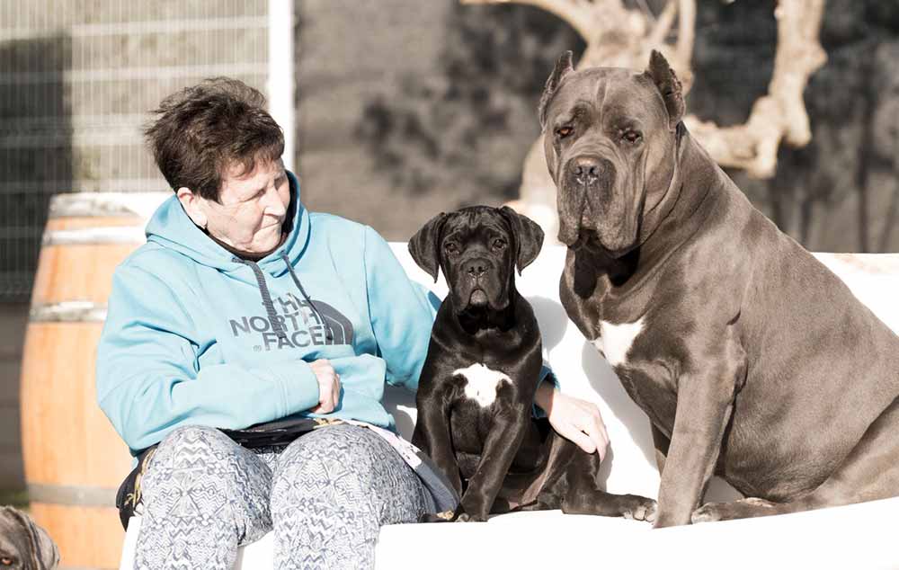 buy canebuy cane corso in Bristol and for sale cane corso puppies in England4 corso in Bristol and for sale cane corso puppies in England1