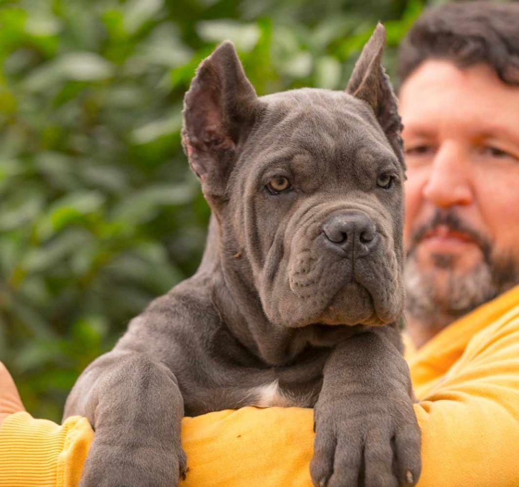 buy cane corso in Bristol and for sale cane corso puppies in England4