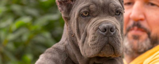 buy cane corso in Bristol and for sale cane corso puppies in England4