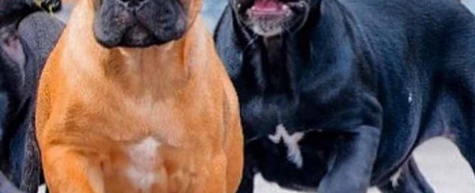 buy cane corso in Calgary Alberta and for sale cane corso puppies in Calgary Canada4